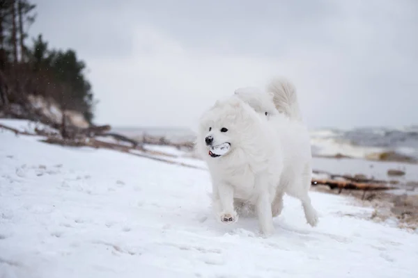 Δύο Λευκά Σκυλιά Samoyed Τρέχουν Στο Χιόνι Carnikova Παραλία Στη — Φωτογραφία Αρχείου