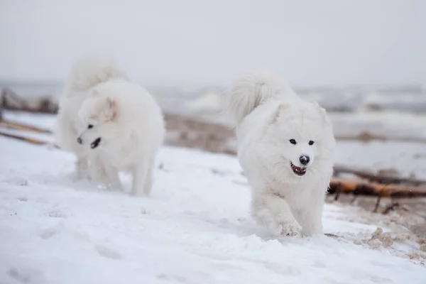 Два Самозакоханих Білих Собаки Біжать Сніговому Пляжі Карнікова Латвії — стокове фото
