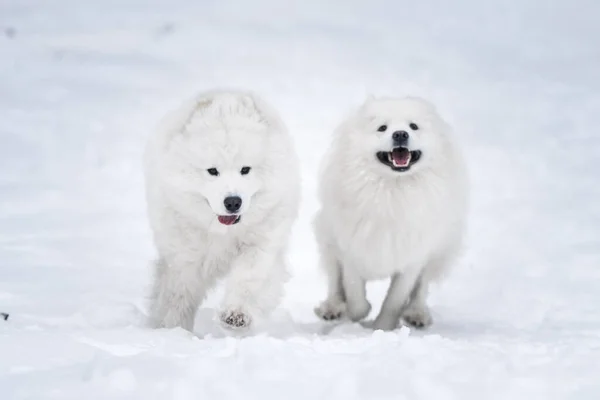 Two Samoyed White Dogs Playing Winter Forest Carnikova Baltic — Stock Photo, Image