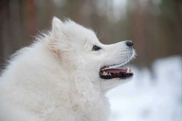 Roztomilý Samoyed Bílý Pes Portrét Detailní Záběr Zimním Lese Carnikova — Stock fotografie