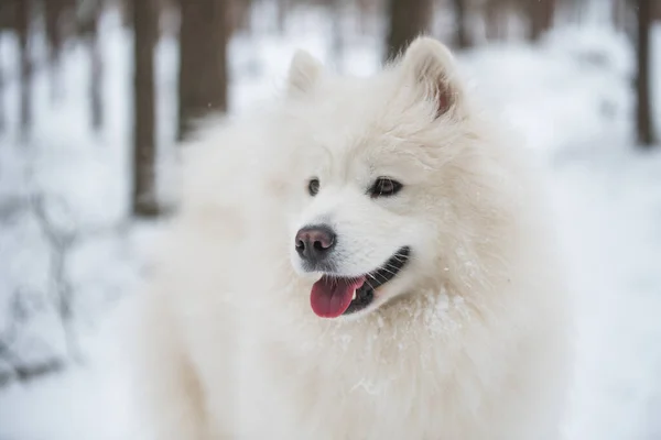 Cute Samoyed White Dog Portrait Closeup Winter Forest Carnikova Baltic — Foto de Stock