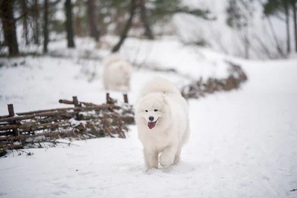 Δύο Ασπρουλιάρικα Σκυλιά Τρέχουν Πάνω Στο Χιόνι Έξω Στο Χειμερινό — Φωτογραφία Αρχείου