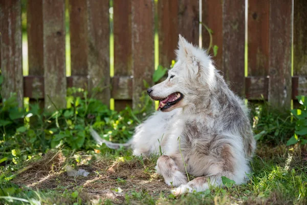 老年痴呆症萨摩亚犬 狗的皮炎及瘙痒 — 图库照片