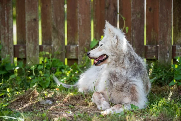 Enfermedad Alopecia Perro Samoyedo Dermatitis Picazón Perros —  Fotos de Stock