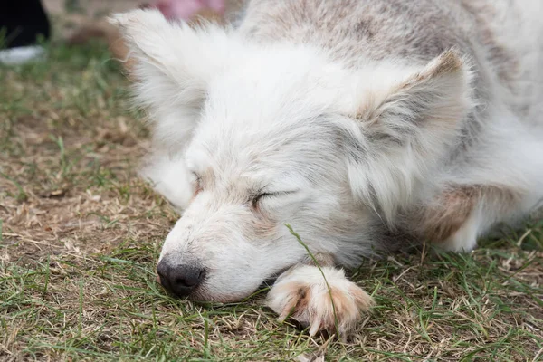 Alopecia disease Samoyed dog. Dermatitis and Itching of Dogs.