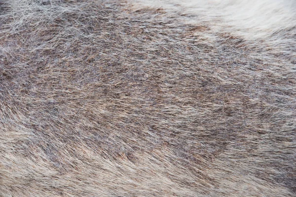 Alopecia Ziekte Samoyed Hond Dermatitis Jeuk Van Honden — Stockfoto