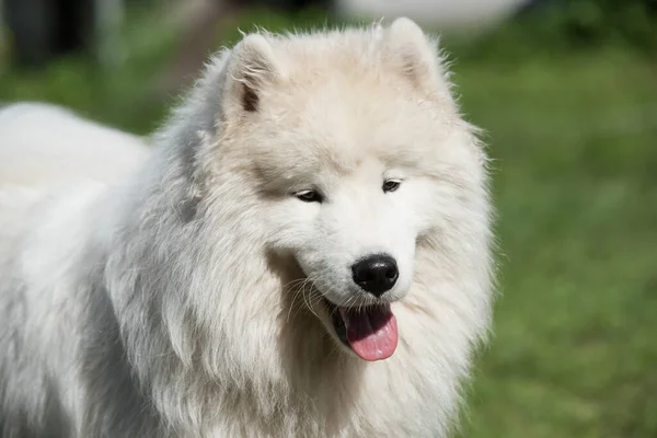 White Samoyed Puppy Sits Green Grass Dog Nature Walk Park — Stok fotoğraf