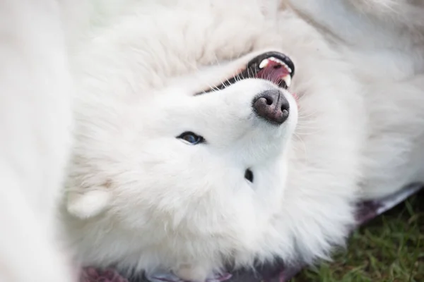 White Samoyed Puppy Sits Green Grass Dog Nature Walk Park —  Fotos de Stock