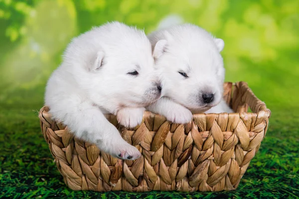 Two White Small Samoyed Puppies Dogs Two Weeks Age Basket — Zdjęcie stockowe