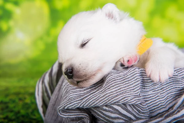 Branco Fofo Pequeno Cão Cachorrinho Samoyed Duas Semanas Idade Cesta — Fotografia de Stock