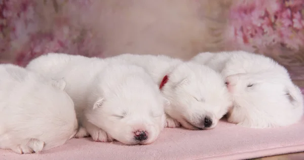 Quatro Pequenas Duas Semanas Idade Bonito Branco Cachorros Samoyed Fundo — Fotografia de Stock