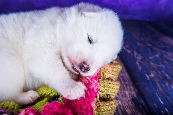 Branco Fofo Pequeno Cachorro Samoyed Cão Está Dormindo Cachecol Quente — Fotografia de Stock