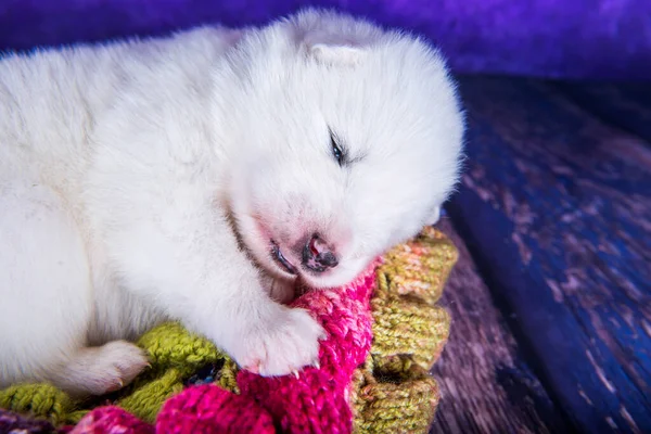 Fehér Bolyhos Kis Samoyed Kiskutya Alszik Kötött Meleg Sál Egy — Stock Fotó