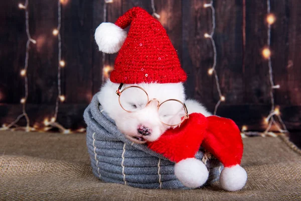 White funny Samoyed puppy dog in red Santa Claus hat and glasses is sleeping in a Christmas gift box