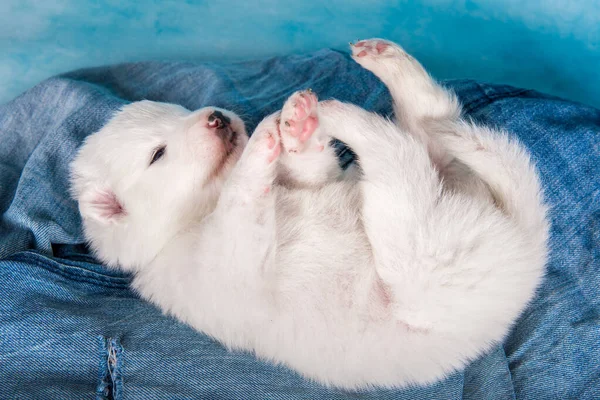 Wit Pluizig Klein Samoyed Puppy Hondje Blauwe Jeans Achtergrond — Stockfoto