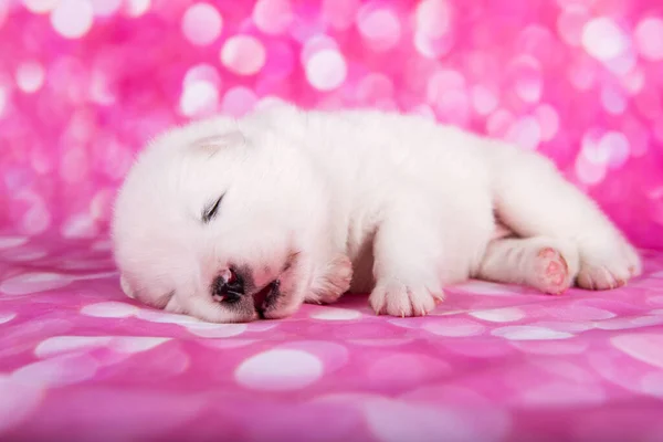 Branco Fofo Pequeno Cachorrinho Samoyed Cão Está Dormindo Frente Fundo — Fotografia de Stock