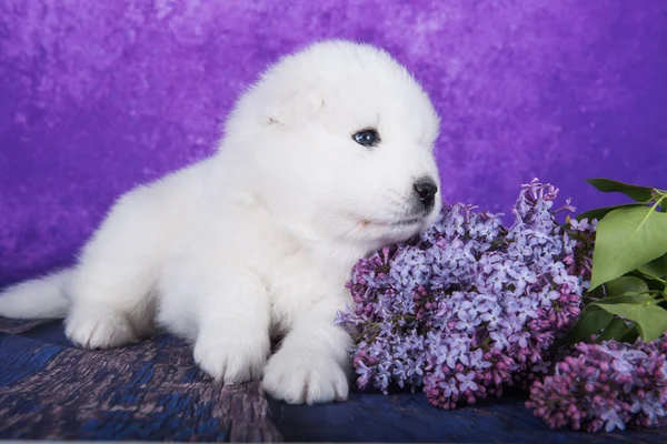 White Fluffy Small Samoyed Puppy Dog Sitting Purple Background Lilac — Stock Photo, Image