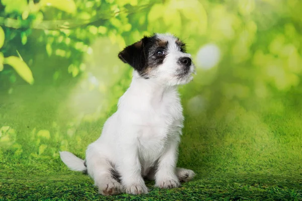 Jack Russell Terrier Cucciolo Rotto Rivestito Cane Uno Sfondo Verde — Foto Stock