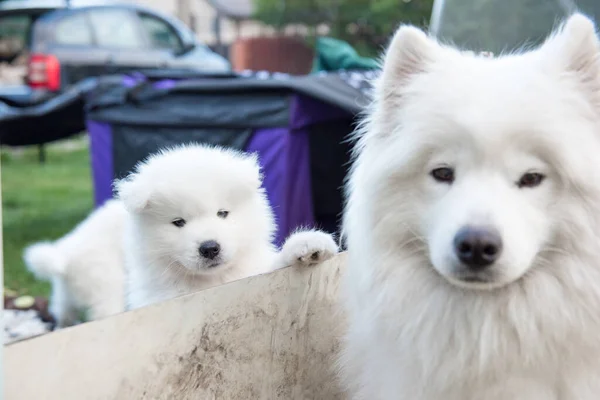 二つの白いふわふわ面白いですSamoyed子犬はフェンスから目を光らせて — ストック写真