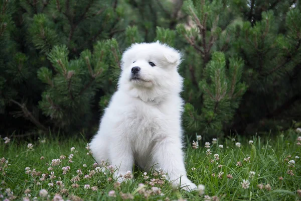 Yeşil Çimlerin Üzerindeki Yaz Bahçesinde Komik Samoylu Köpek Yavrusu — Stok fotoğraf