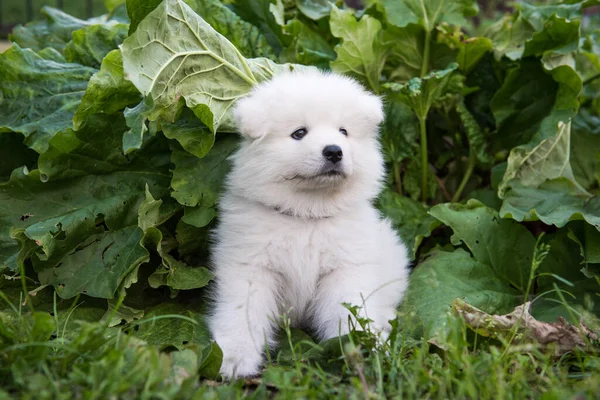 White Fluffy Samoyed Puppy Dog Rhubarb Plant Fresh Rhubarb Growing — Stock Photo, Image