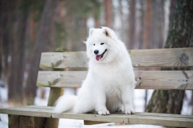 Samoyed beyaz köpek kış ormanında bir bankta oturuyor..