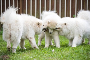 Yumuşak beyaz Samoyed köpek yavruları oyuncaklarla oynuyor..