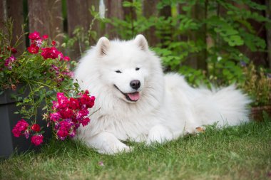Beyaz Samoylu köpek yavrusu elinde çiçeklerle yeşil çimlerin üzerinde oturur. Doğada bir köpek, parkta bir yürüyüş.