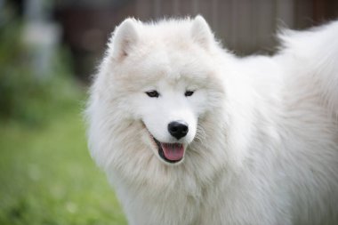 Beyaz Samoyed köpek yavrusu yeşil çimlerin üzerinde oturur. Doğada bir köpek, parkta bir yürüyüş.