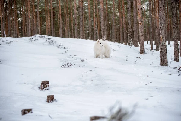 Όμορφη Samoyed Λευκό Σκυλί Περπατά Στο Δάσος Του Χειμώνα Carnikova — Φωτογραφία Αρχείου