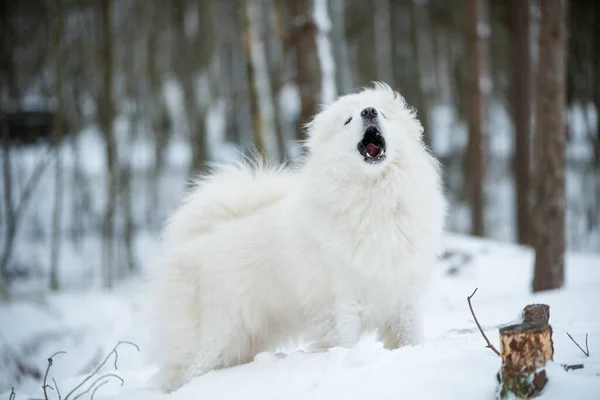 Dog Barking Beautiful Samoyed White Dog Walking Winter Forest Carnikova — Φωτογραφία Αρχείου