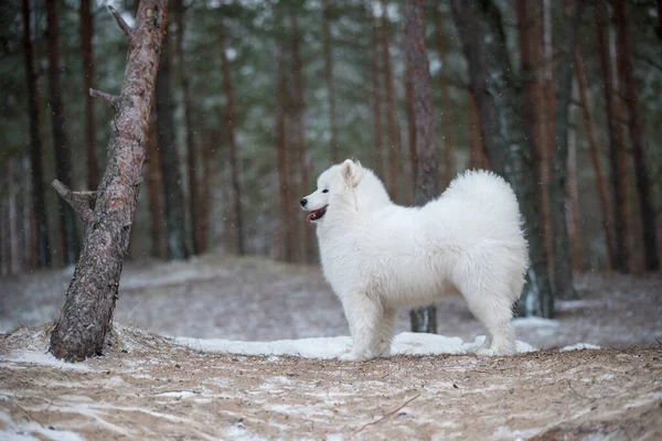 Beautiful Samoyed White Dog Sitting Winter Forest Carnikova Baltic — Stock Photo, Image