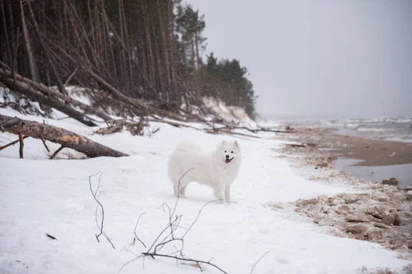 Όμορφο Λευκό Σκυλί Samoyed Είναι Στο Χιόνι Saulkrasti Παραλία Λευκό — Φωτογραφία Αρχείου