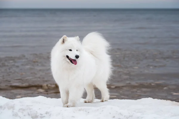 白い犬は雪の上にありますSaulkrastiビーチラトビアの白い砂丘 — ストック写真