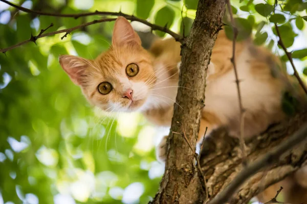 Красная Кошка Сидит Дереве Испуганный Взгляд Концепция Урожая Любви Животным — стоковое фото