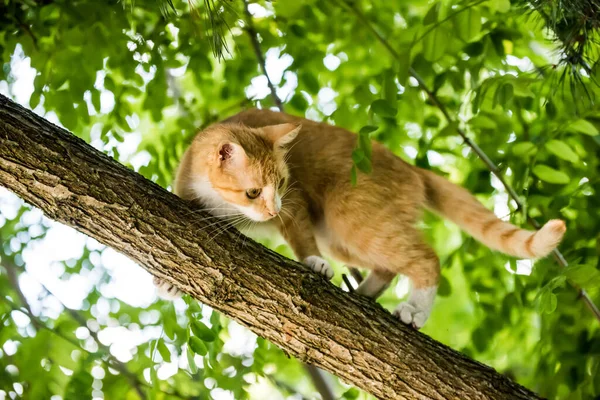 Красная Кошка Сидит Дереве Испуганный Взгляд Концепция Урожая Любви Животным — стоковое фото