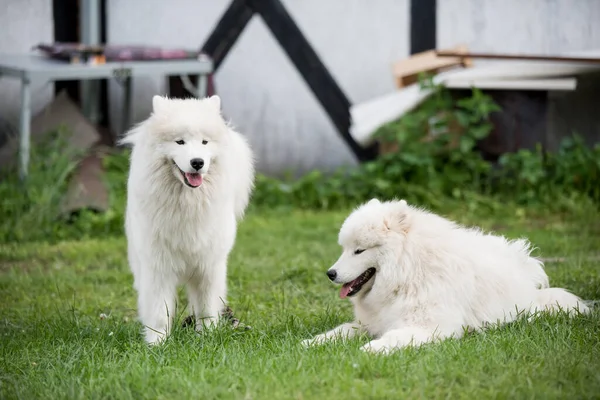 Two Samoyed Puppies Dogs Sitting Playing Green Meadow — Stok fotoğraf