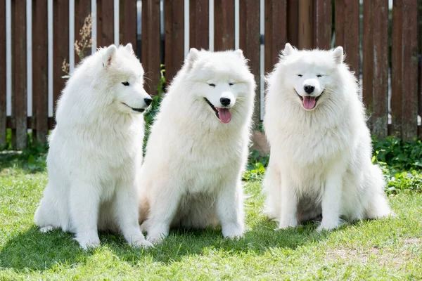 Samoyed Puppies Dogs Sitting Playing Green Meadow — Stok fotoğraf