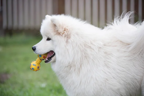 ふわふわ白い毛のある子犬犬あります遊んでいますとともにおもちゃ — ストック写真