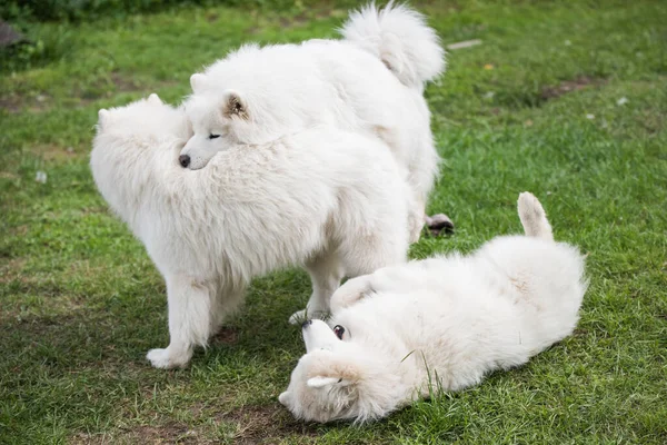 Samoyed Puppies Dogs Sitting Playing Green Meadow — Stockfoto