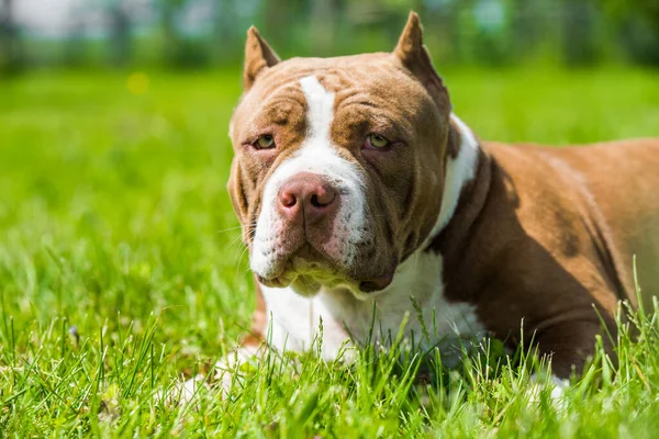 American Bully Dog Red Color Green Grass Medium Sized Dog — Stok fotoğraf