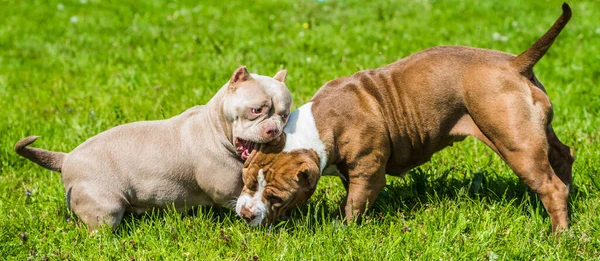 American Bully Cachorros Perros Están Jugando Movimiento Fuera Perro Mediano — Foto de Stock
