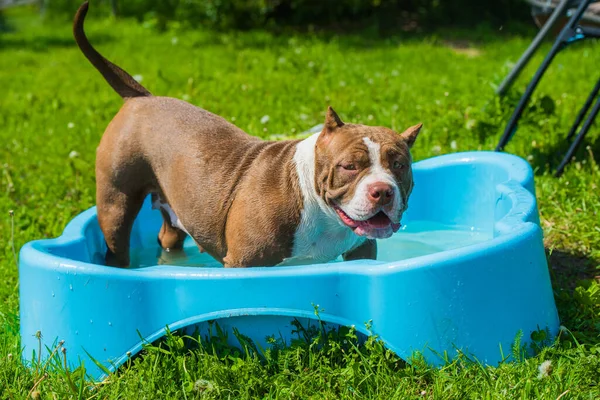 American Bully dog is swimming in pool outside