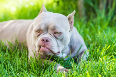 Leylak rengi Amerikan Bully köpeği manzarası. Orta büyüklükte bir köpek.
