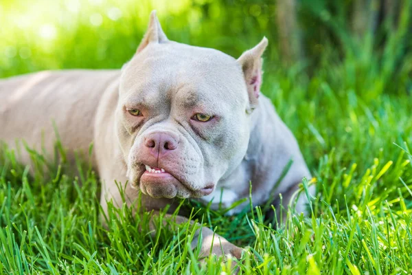 Lilac Color American Bully Dog Top View Medium Sized Dog — 스톡 사진
