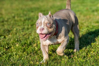 Lilac color male American Bully puppy dog is walking. Medium sized dog with a muscular body
