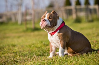 Red color American Bully puppy dog is on green grass. Medium sized dog with muscular body