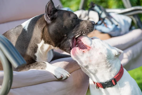 Two dogs American Bully dog and Blue hair American Staffordshire Terrier dog are playing.