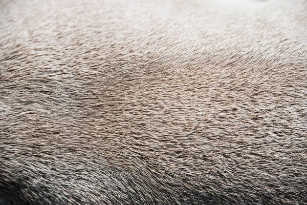 Lilac Color American Bully Dog Fur Skin Background Texture — kuvapankkivalokuva