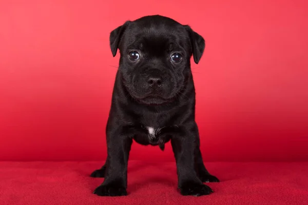 Black Female American Staffordshire Terrier Dog Amstaff Puppy Red Background — Stock Fotó